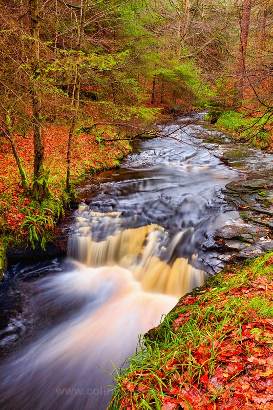 Autumn Hamsterley.   ref 9790 - County Durham