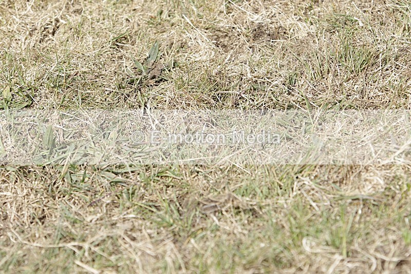 BVHT 140517 I-848 - Class 1 SJ Intermediate 14/05/17