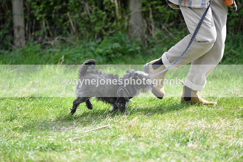 WJ5_9665 - Class 3 Most Handsome Dog