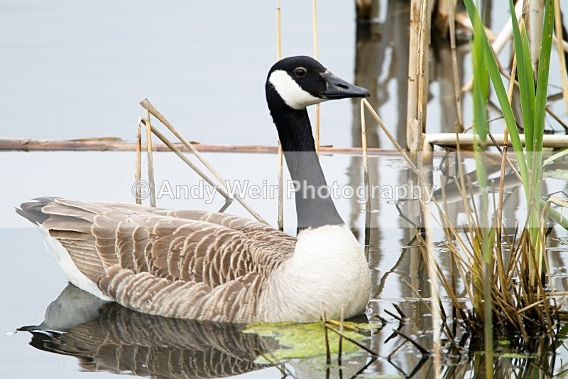 20120520-_MG_9958 - Geese