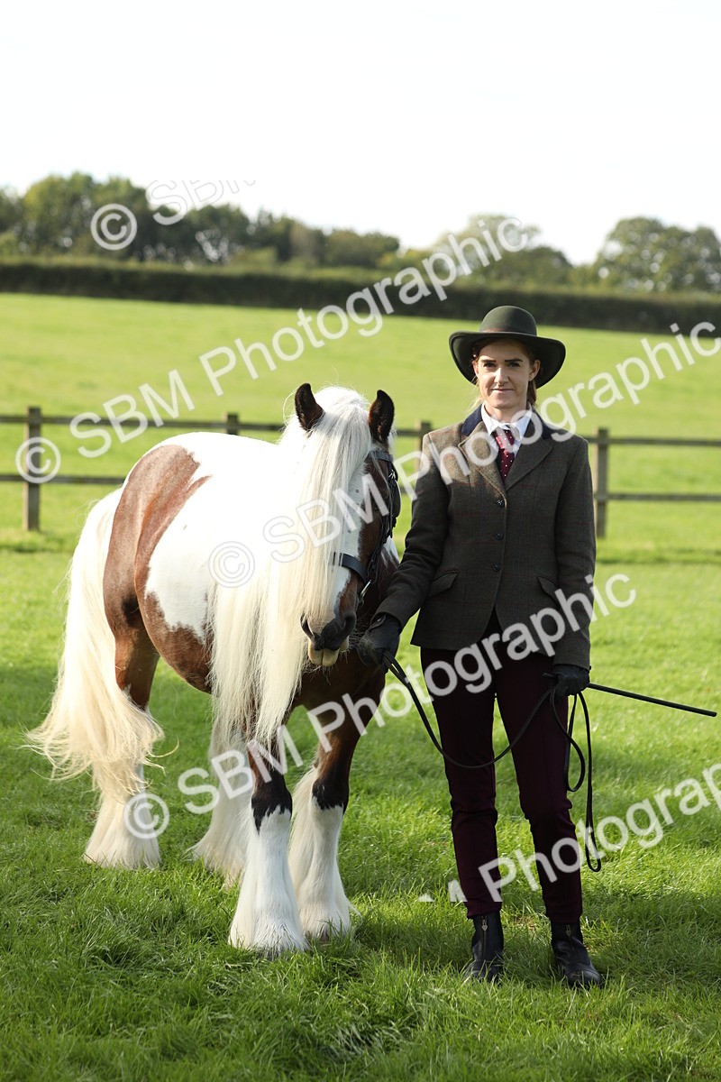 SBM_60964 - S43 - Coloured Pony In Hand