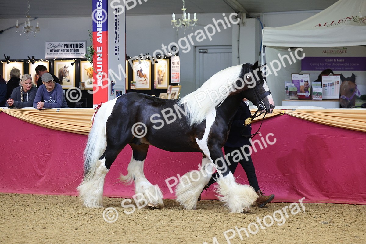 SBM_22682 - Class 903 - Supreme Final - IH Pre Vet