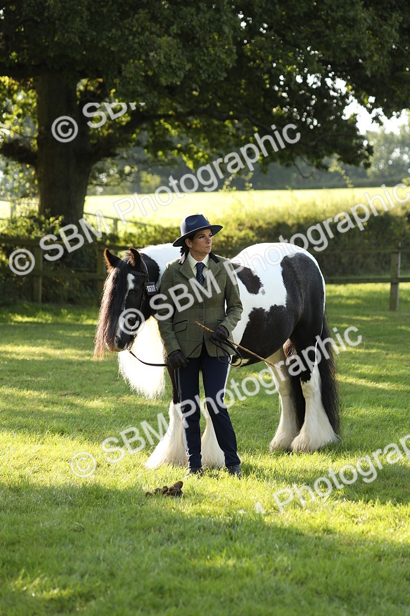 SBM_60902 - S43 - Coloured Pony In Hand