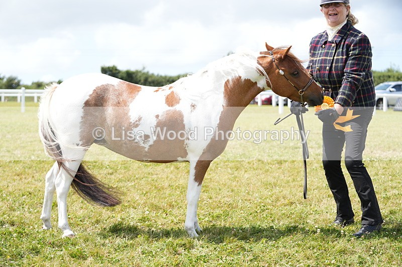 DSC06967 - Class 60: Coloured Pony 4yrs & over