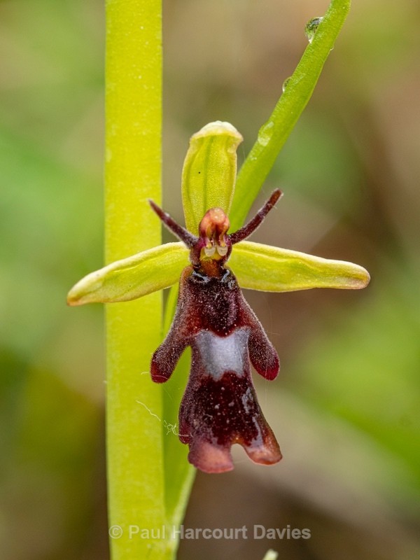Fly Orchid (Ophrys insectifera) - Wild Orchids - 2