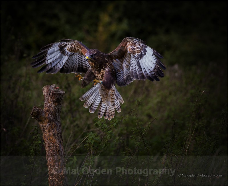 Buzzard (Butteo Butteo) - Flora & Fauna