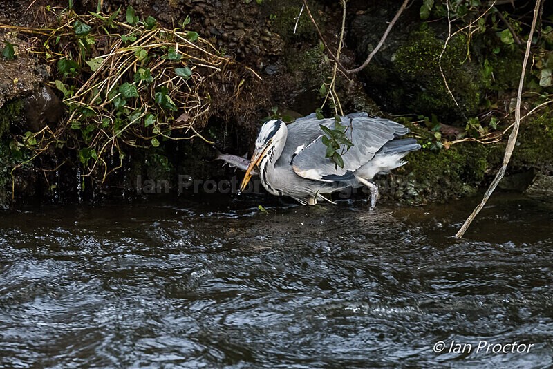 Grey Heron (Ardea cinerea) fishing! 1 of 4 - Nature