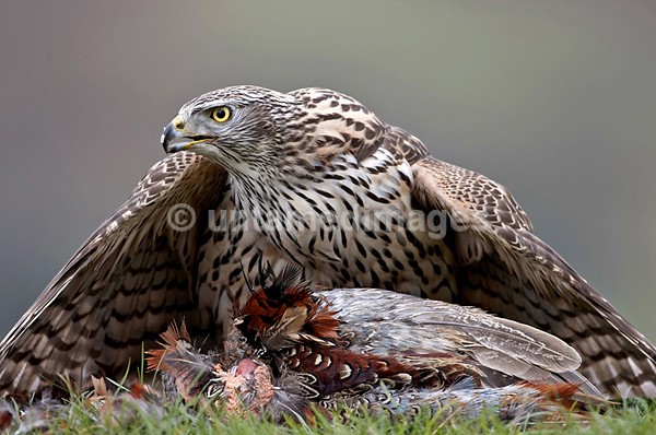 Goshawk 1 - United Kingdom