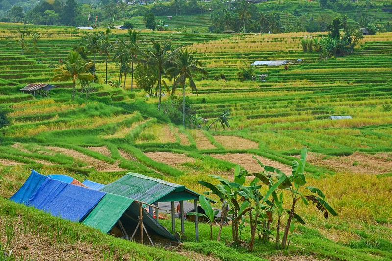 0625_89 - Bali