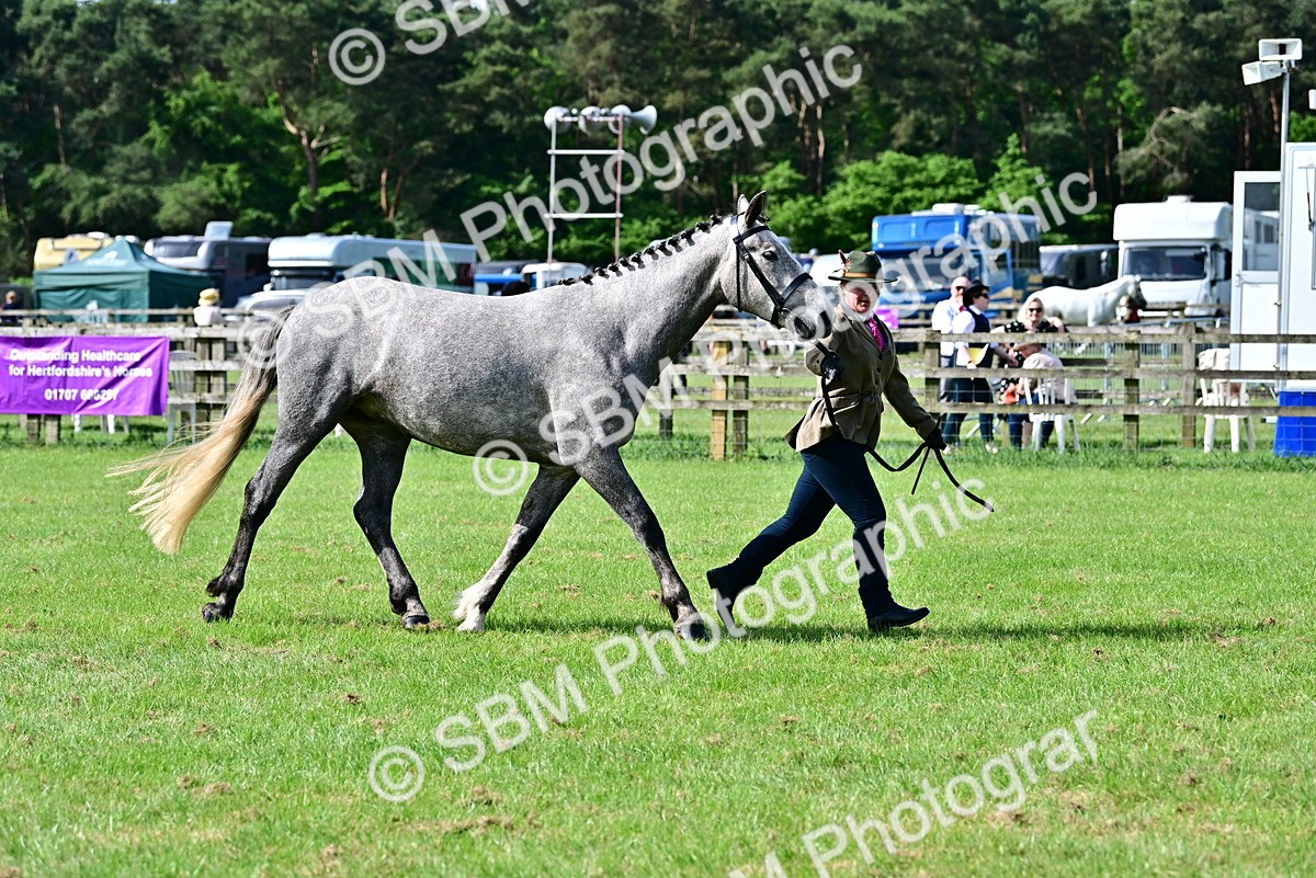 SBM_03339 - Class 50 - 54 Light Horse Breeding