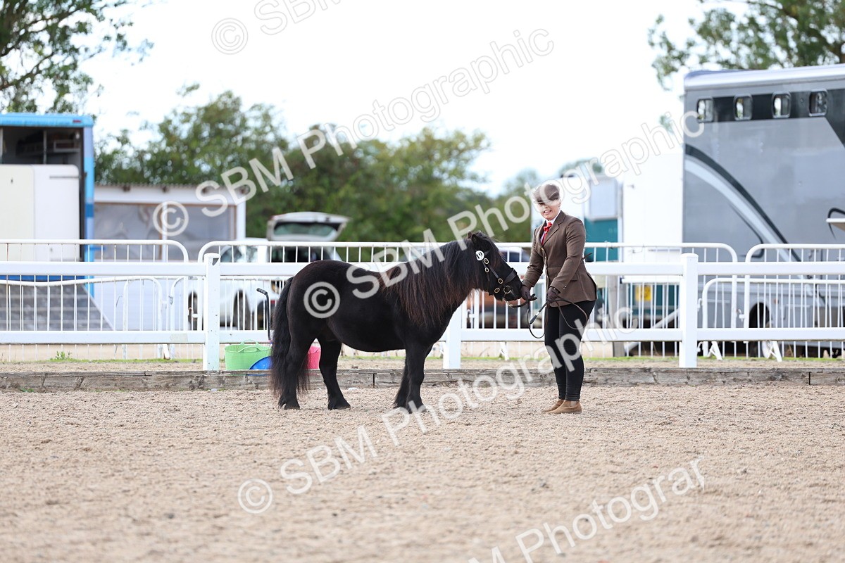 SBM_18708 - Class 317 - IH Pure Bred Horse-Pony