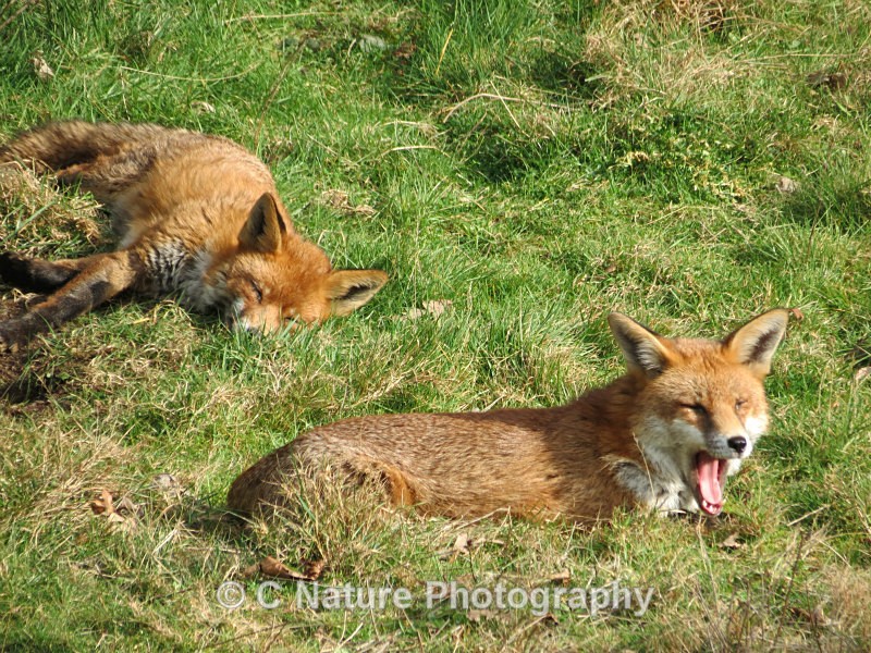 Chilling Out - Animals