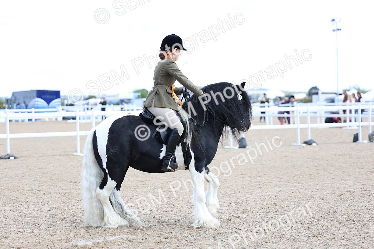 SBM_11480 - Class 307 - Ridden Coloured Pony
