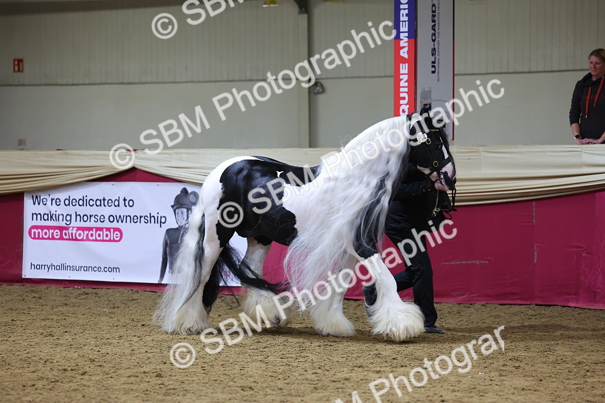 SBM_18702 - Class D IH Pony Champ