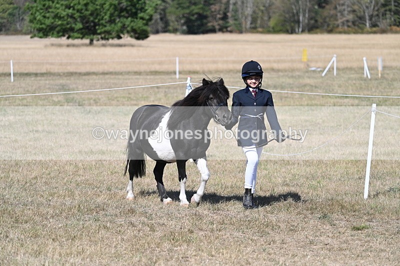 WJ7_1470 - Class 42 Most Handsome Gelding