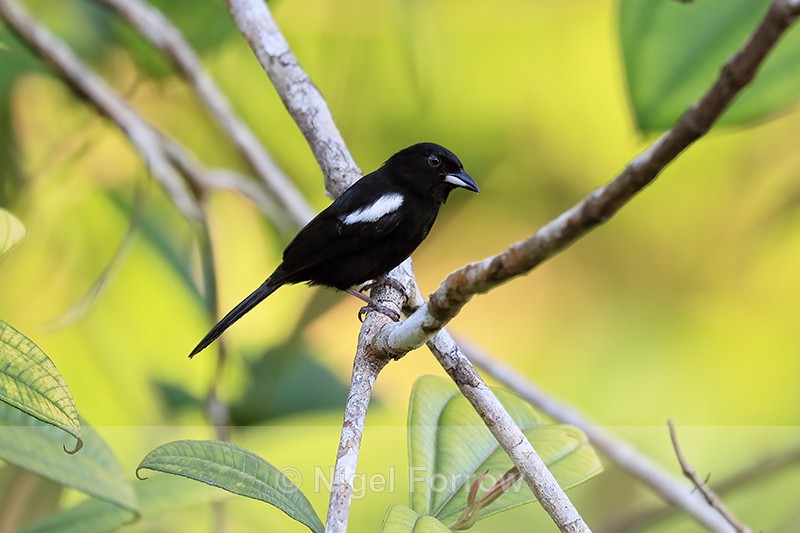 Male White-shouldered Tanager perched, Costa Rica - White-shouldered Tanager