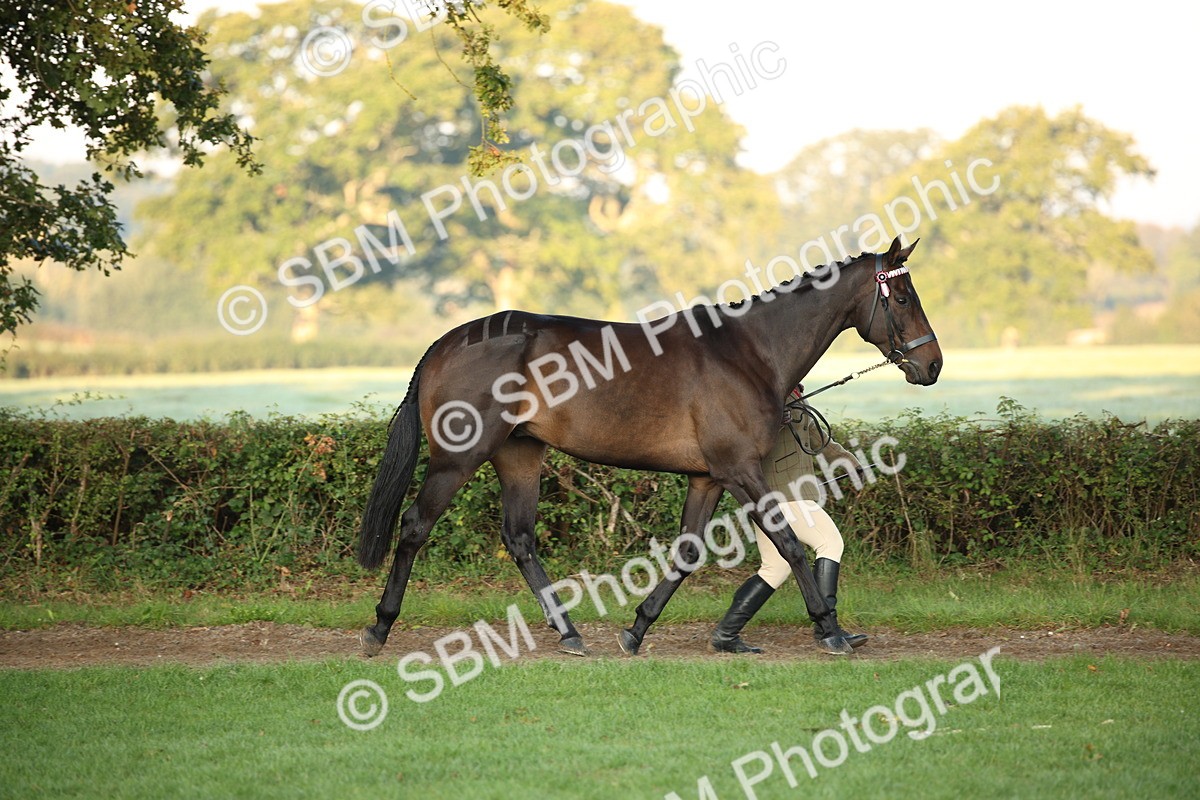 SBM_56833 - S49 - Riding Horse & Hack & Thoroughbred In Hand