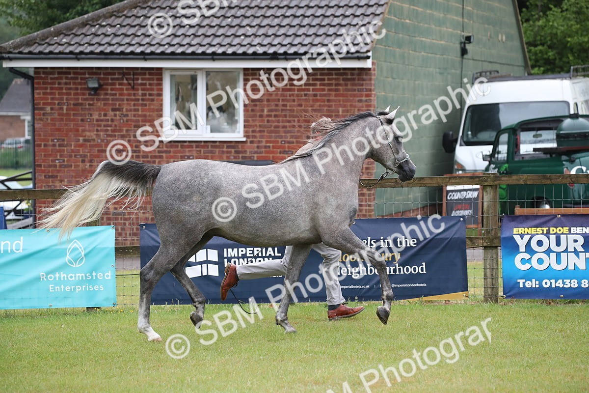 SBM_00014 - Class 17-20 - Arab & Part Bred - Anglo Arab In Hand