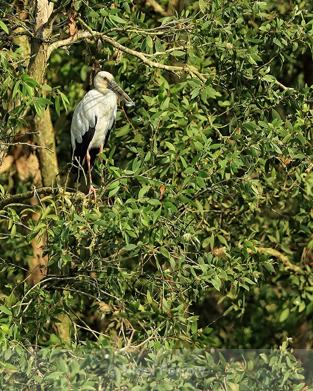 Asian Openbill in tree, Gao Giong, Vietnam - Asian Openbill