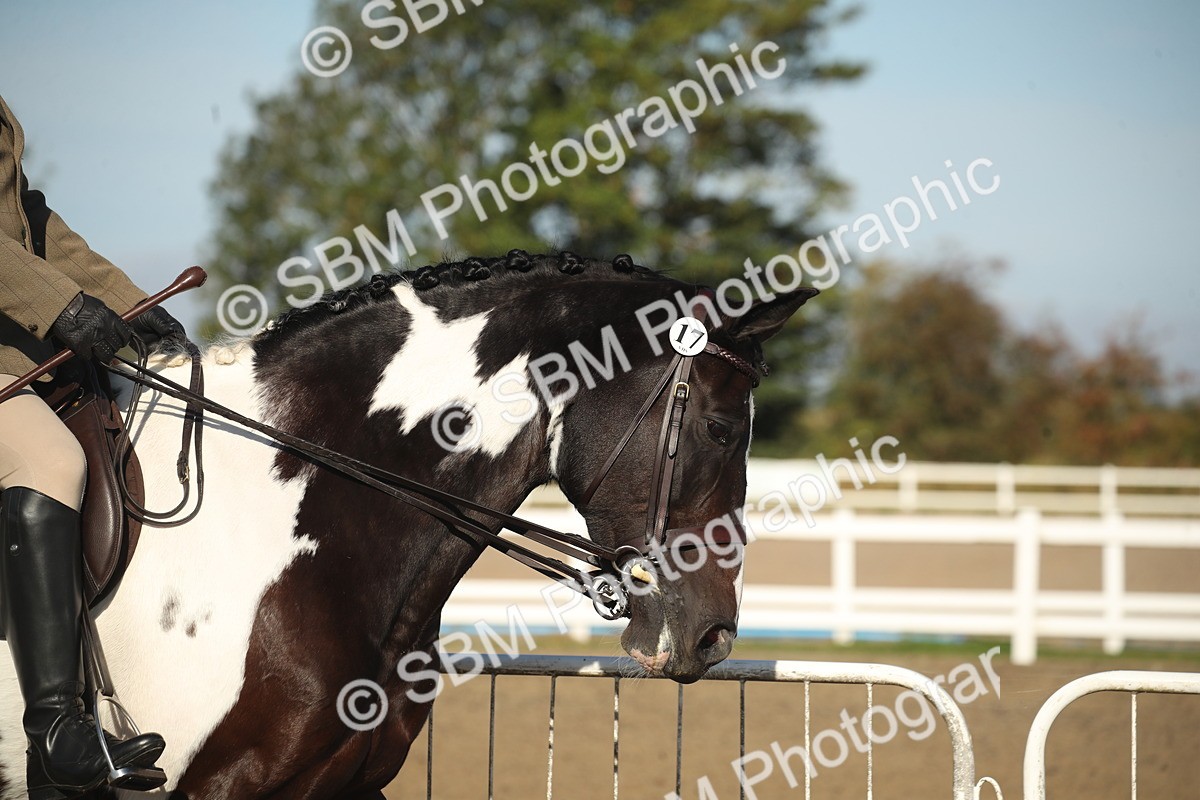 SBM_11250 - Class 501 -Riding Club Pony