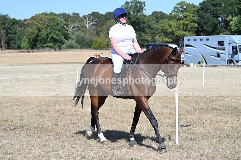 WJ7_1460 - Class 42 Most Handsome Gelding