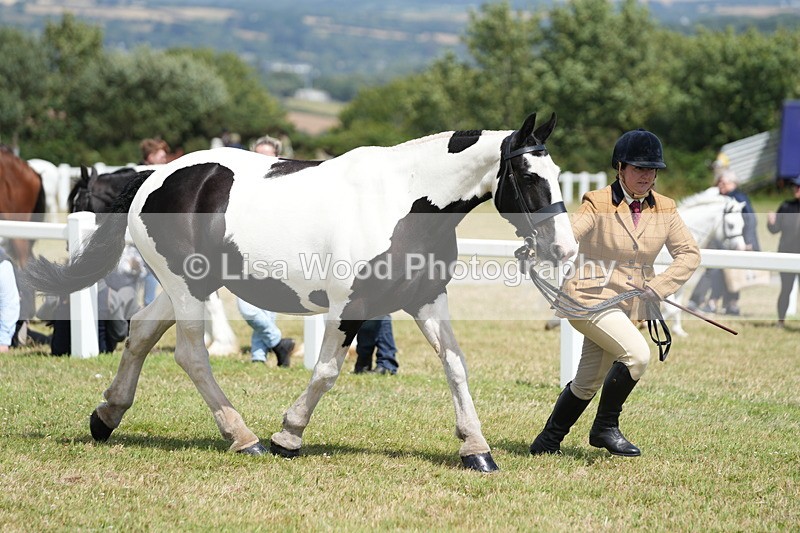 DSC07139 - Class 61: Coloured Horse 4yrs & Over