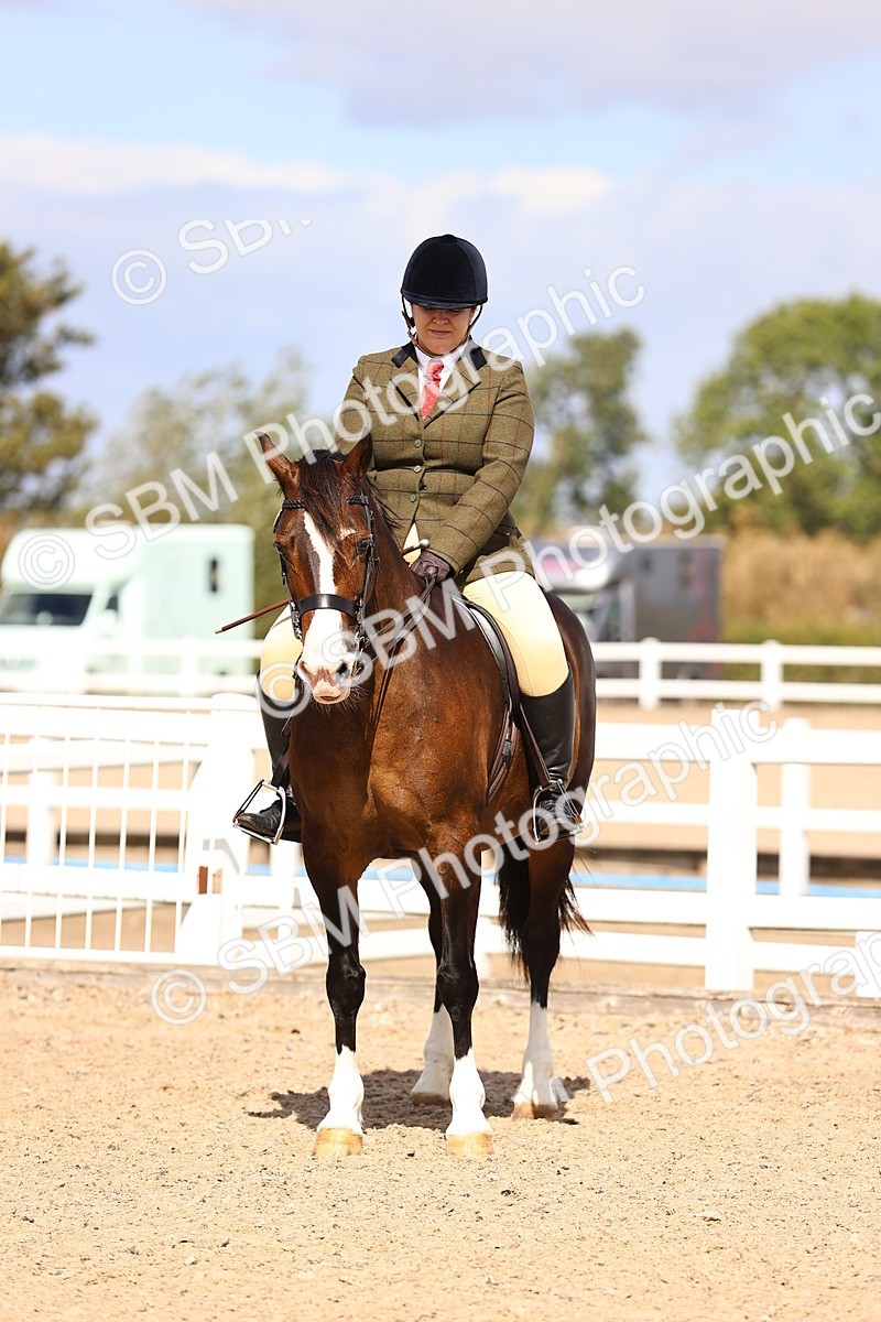 SBM_14297 - Class 411 - Prettiest Mare (IH OR Ridden) Adult