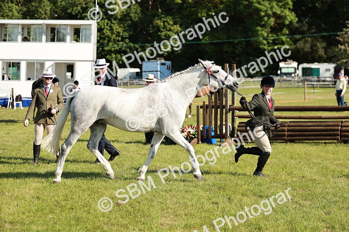 SBM_19315 - Class 115-116 - LIHS BSHA Rising Star Working Hunter & Show Horse