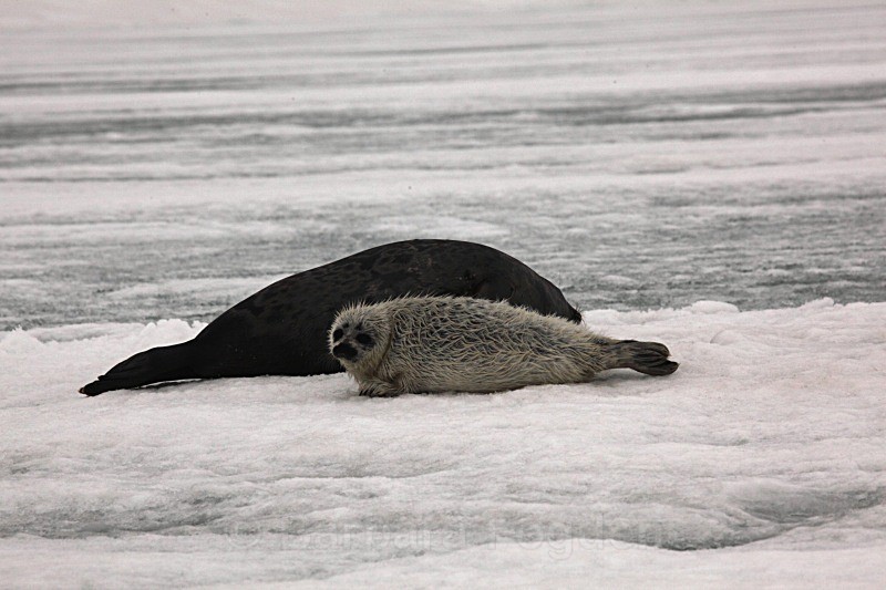 After the first swim 1365 - First 6 weeks of a seal pup's life