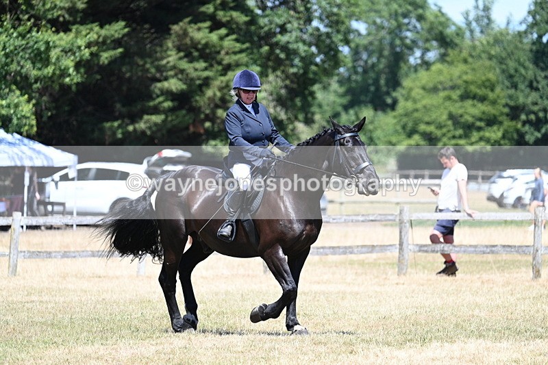 WJ7_2949 - Class 7 Riding Club Show Horse