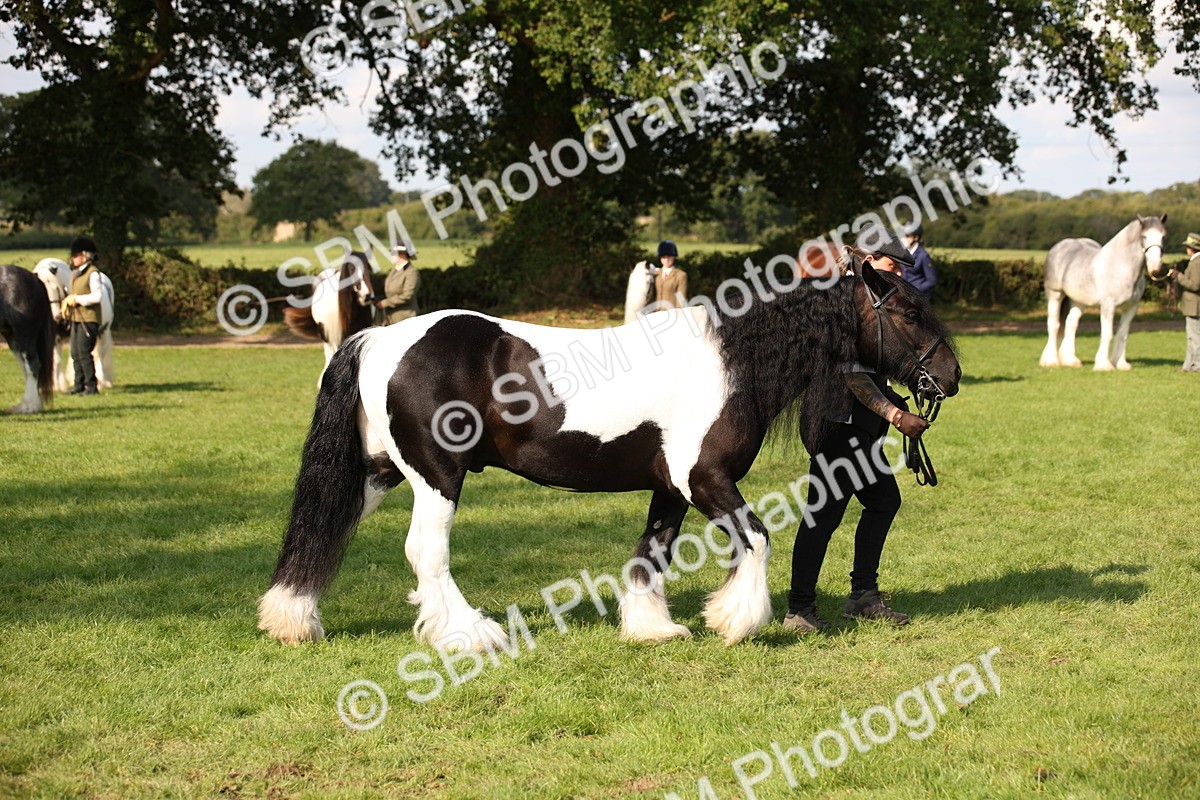 SBM_62271 - S55 - Traditional Cob In Hand