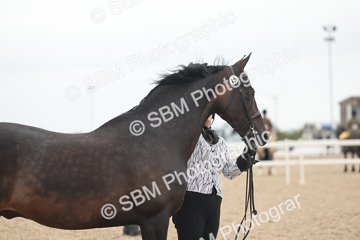 SBM_19353 - Class 317 - IH Pure Bred Horse-Pony