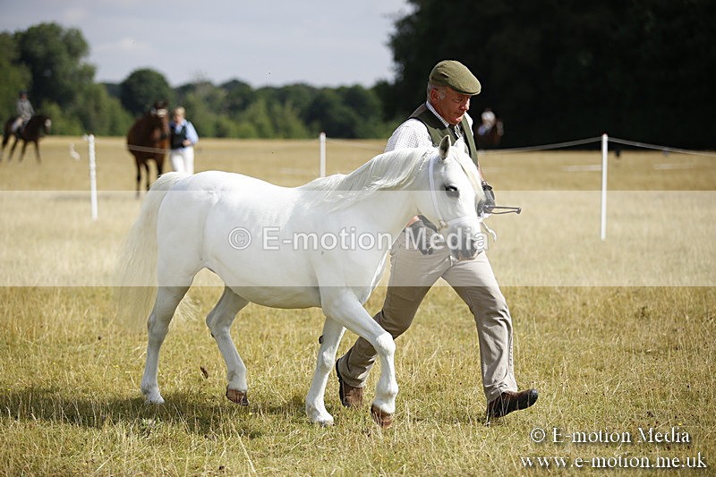 _C7A9253 - BVRC Sow 2018 Ring 2