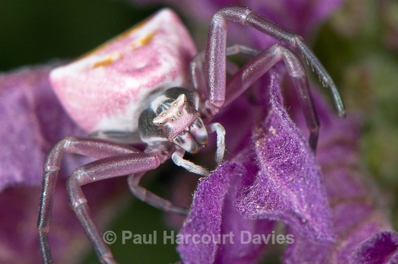  - Bugs: Spiders