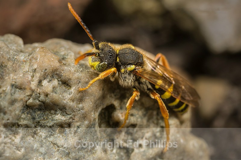 Nomada goodeniana (m) - Nomada goodeniana