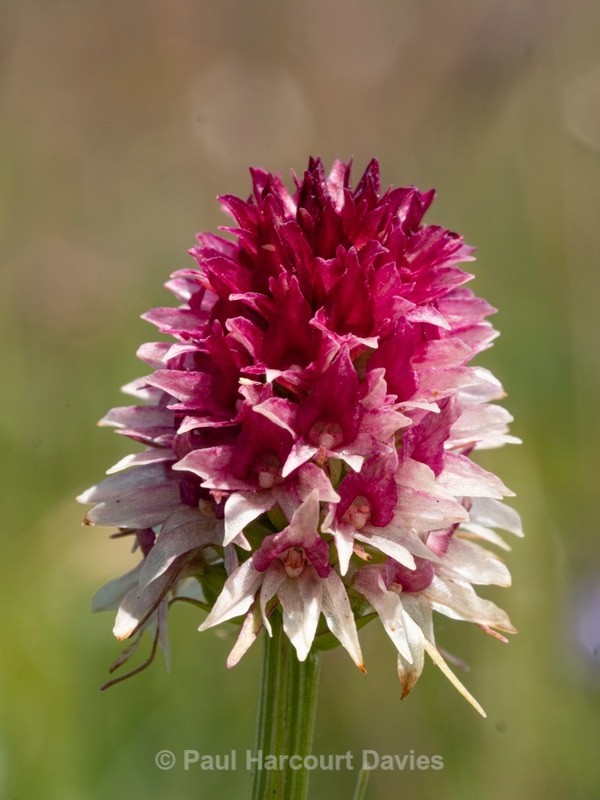  Alpine vanilla orchid ( G. rhellicani  - formerly known as Nigritella ssp. rhellicani) colour form. - Wild Orchids