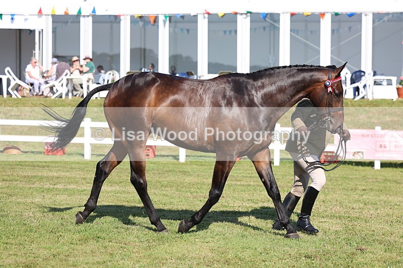 3E7A5651 - Class 2: Rising Star Large Hack/Riding Horse