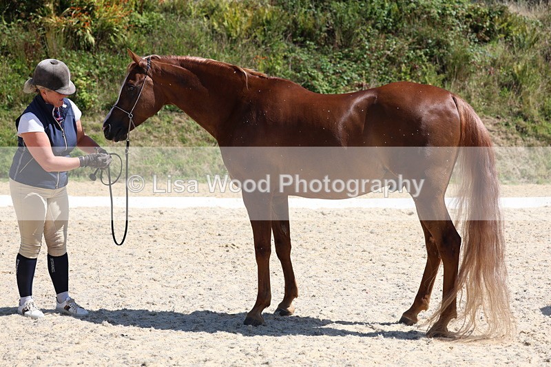 3E7A9776 - Class 33: Arab In Hand