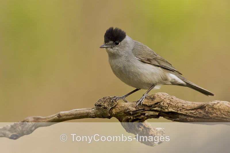 Blackcap  (m) - Drinking Pool Hides