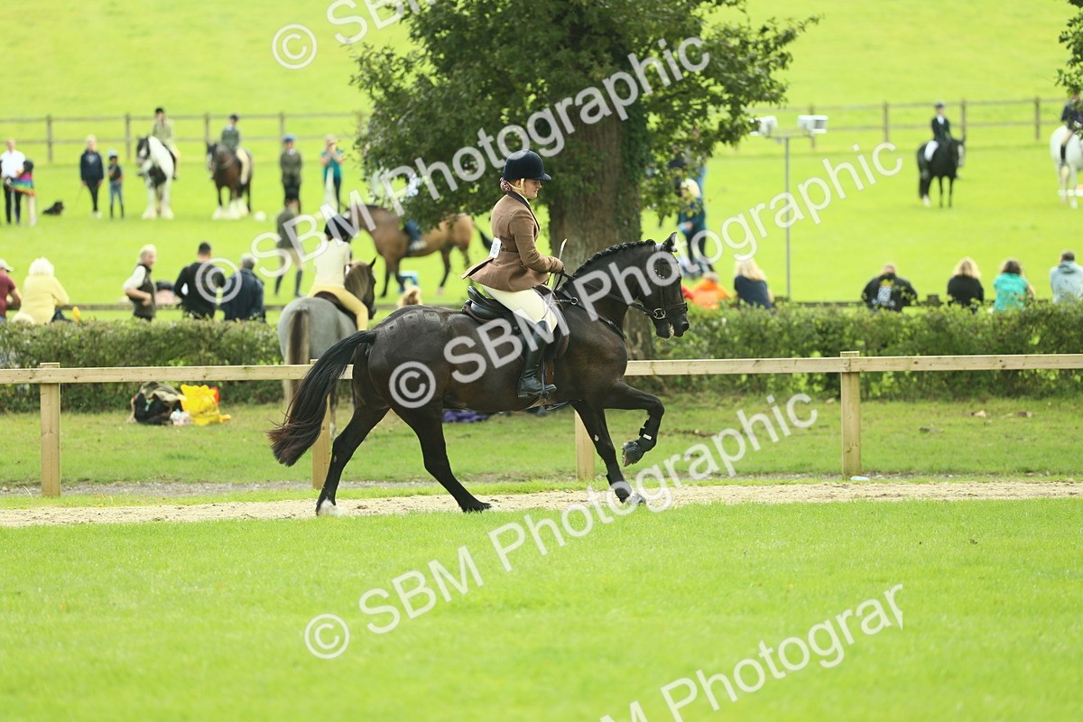 SBM_44760 - S31 - Working Hunter Pony