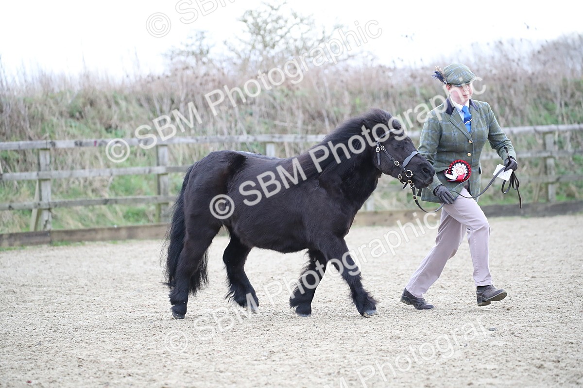 SBM_003900 - Class 1-4 - Young Stock classes Inc. In Hand Championship