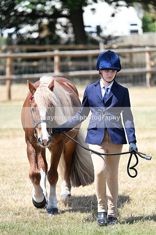WJ7_2230 - Class 5 Most Handsome Gelding (up to 14.2hh) in hand