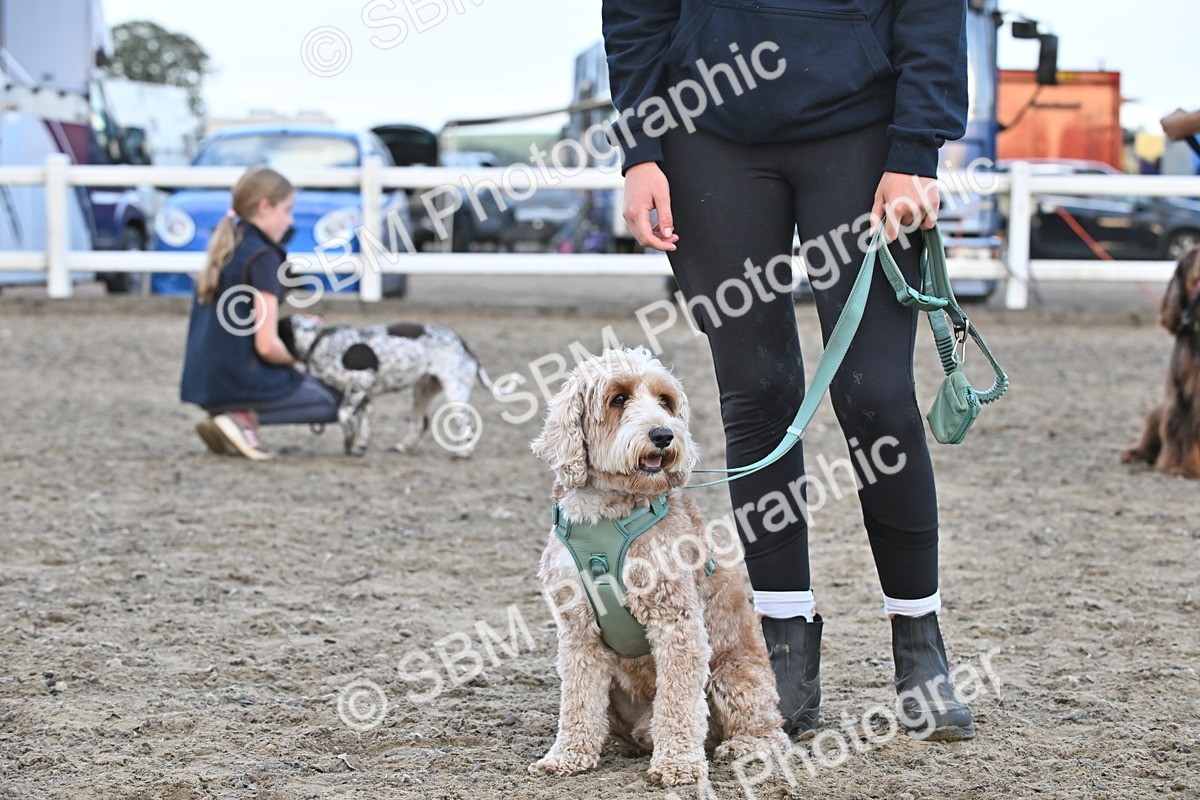 SBM_09550 - Lorry Dogs