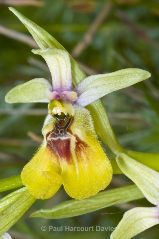 Ophrys lacaitae (Lacaita's Ophrys) - Orchids - Ophrys