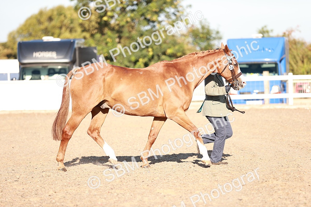 SBM_11177 - Class 401 - IH  Veteran horse