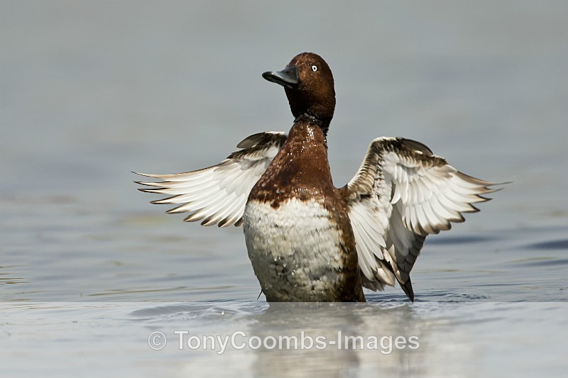 Ferruginous Duck  (m) - Pygmy Cormorant Hide