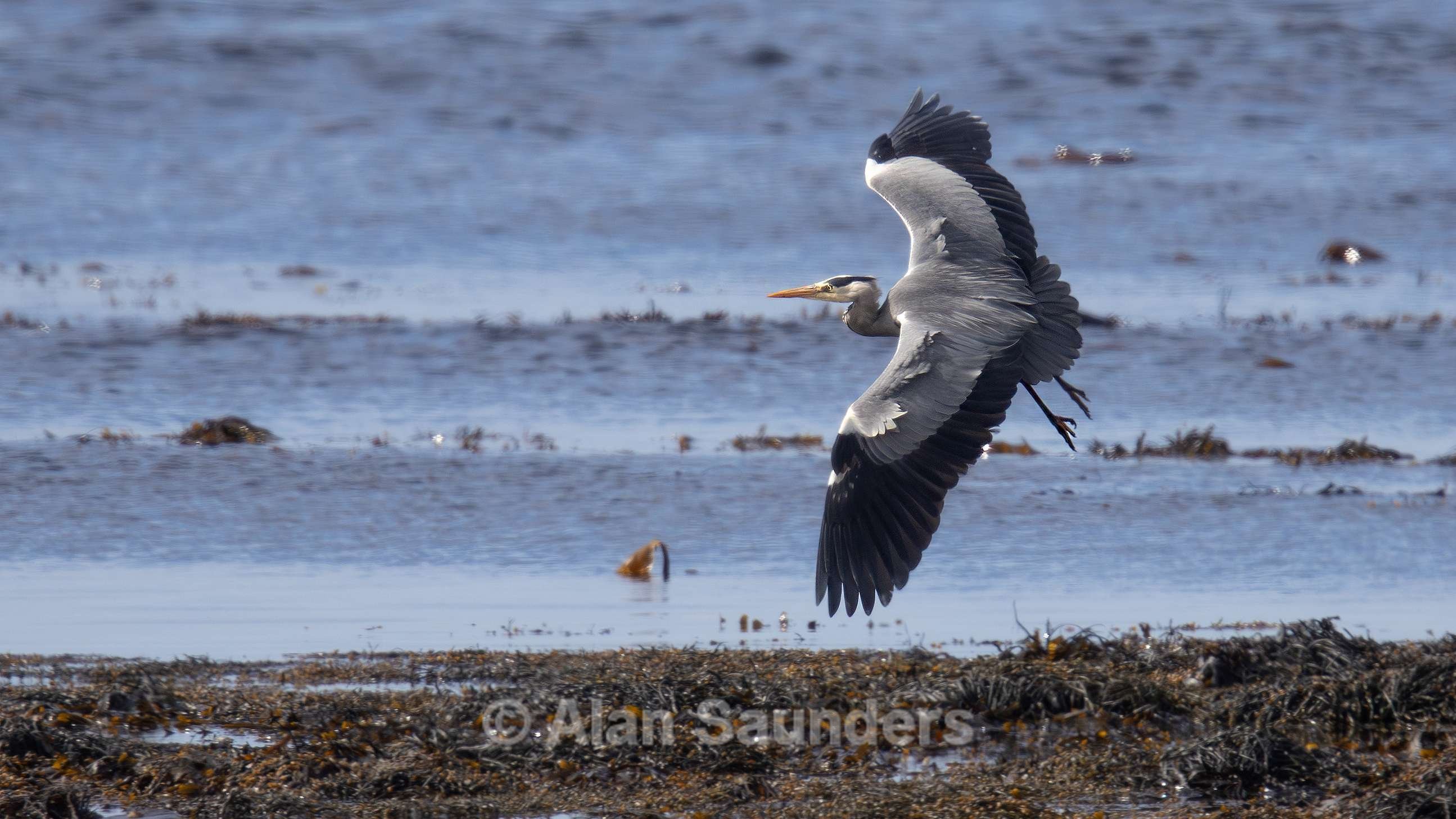 Grey Heron 7