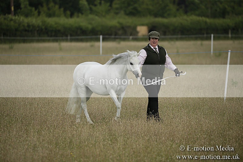 B230619-0177 - Bourne Valley Riding Club Summer Show 23/06/19