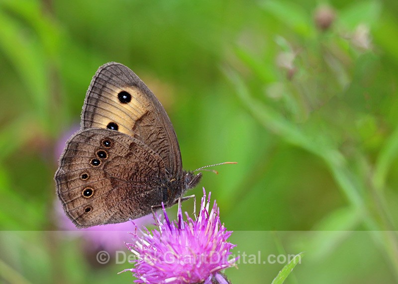 Cercyonis pegala (m) - Butterflies & Moths of Atlantic Canada
