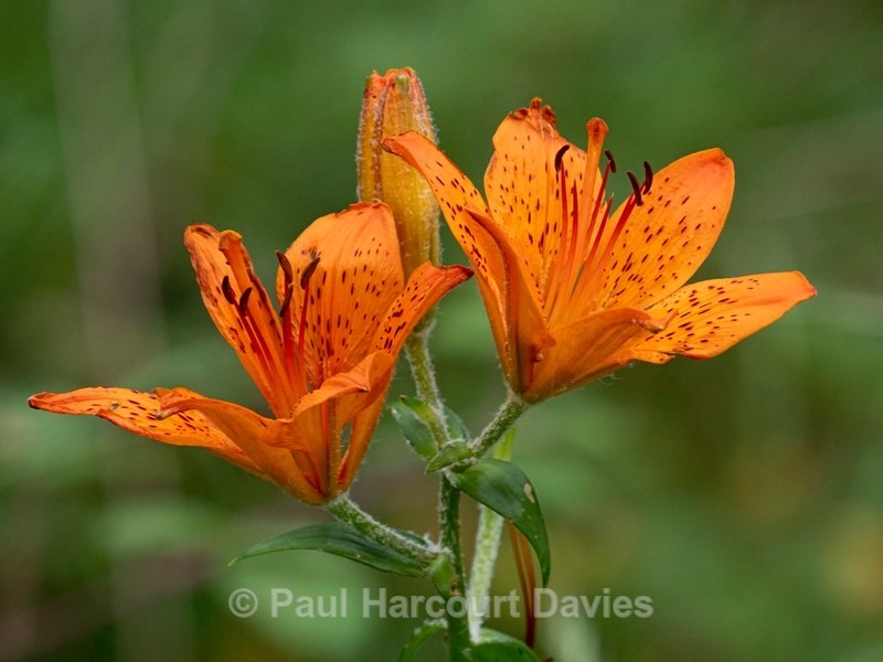 Orange Lily (Lilium bulbiferum var croceum) - Flower Portraits